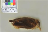 藏品(白頭翁)的圖片